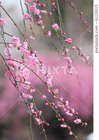 Weeping plum 4229915