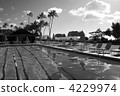 coconut palm, pool, pools 4229974