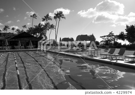 coconut palm, pool, pools 4229974
