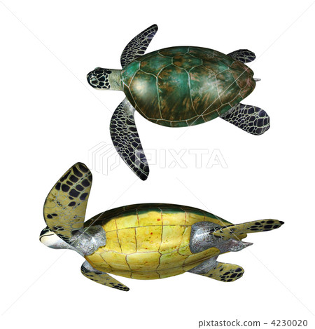 Green turtle 4230020
