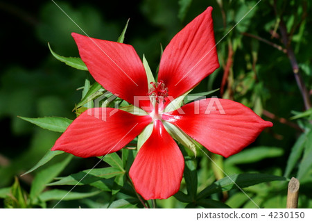 紅葉Ao鮮豔盛開。現在是夏天。如果 紅葉Ao鮮豔盛開。現在是夏天。如果 4230150