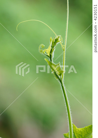 浪費的腫塊它們會在哪裡延伸？ 4230151