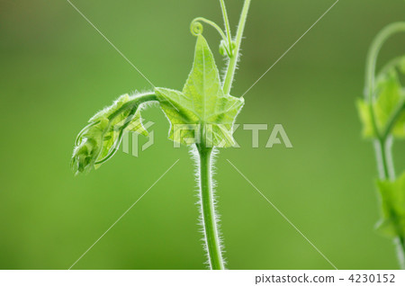 浪費土地融化花蕾？ 4230152