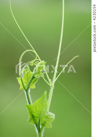 Wasted gourd sprouts are cute, but ... 4230154