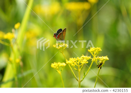 Red rose ash butterfly and small bee 4230155