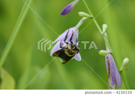 It is a big eyes that the bear hug is clasping with a pseudo-azure. 4230159