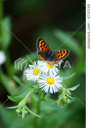 紅色小灰燼蝴蝶和公主女孩 4230168