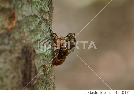 似乎油蟬的出現需要時間，並開始著色。 4230171