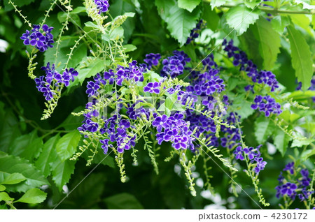 Duranta日本的名字是台灣的陰謀 4230172