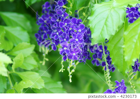 Duranta日本的名字是台灣的陰謀 4230173