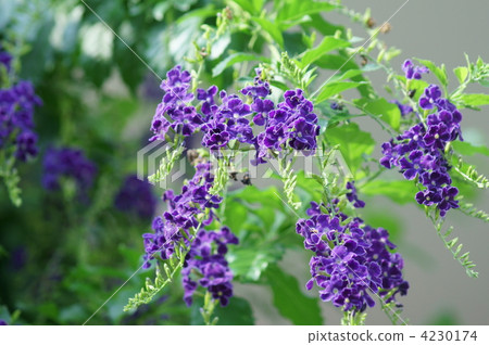 Duranta Japan name is Taiwanese conspiracy Duranta Japan name is Taiwanese conspiracy 4230174