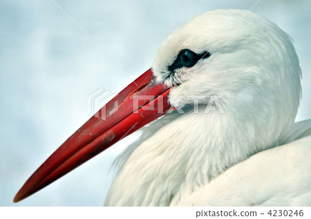 White secretion 4230246