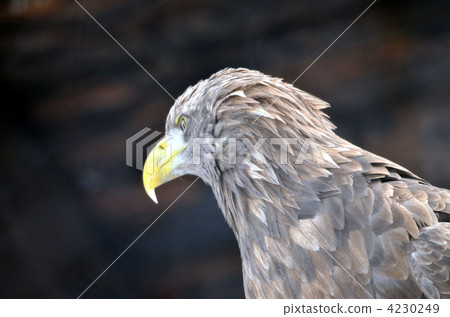 light brown, beak, haliaeetus pelagicu 4230249