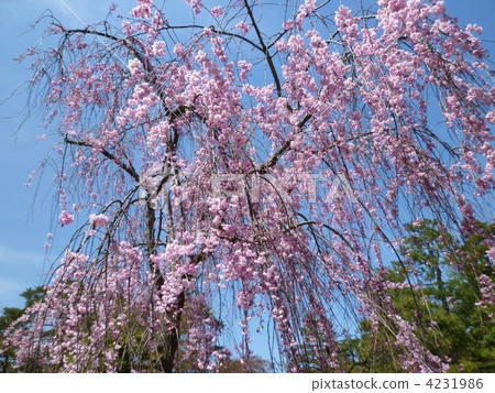 垂枝櫻花 4231986