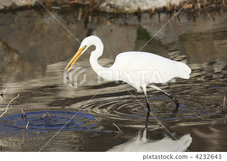 Shirasagi (Ogasawara) 4232643