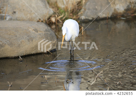 Shirasagi (Ogasawara) 4232655