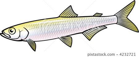 日本池塘冶煉 西太公魚 淡水魚 4232721