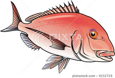 真鯛 鯛魚 鯛 4232728