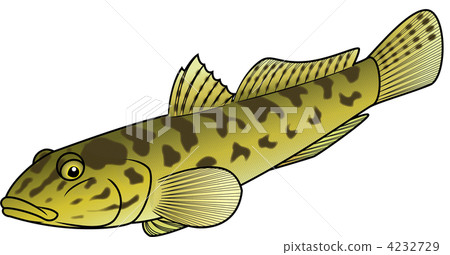 goby, wax tree, brackish water fish 4232729