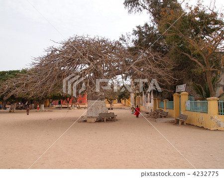 Baobab of Senegal · Gore Island Baobab of Senegal · Gore Island 4232775