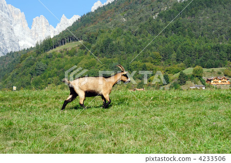 Goat Goat 4233506