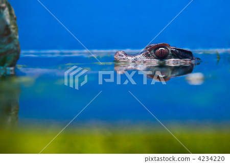 small crocodile head over water 4234220