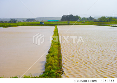 Rice planting Rice planting 4234233