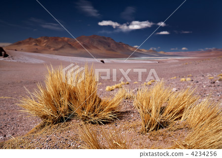 Salar Aguas Calientes and Cerro Losloyo, desert Atacama, Chile 4234256