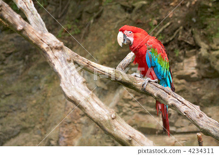 macaw on the branch macaw on the branch 4234311