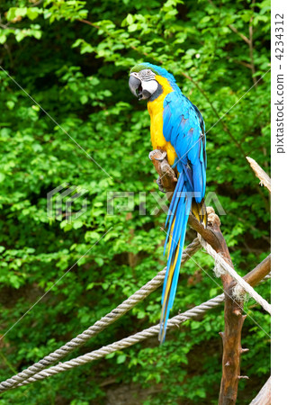 macaw on the branch 4234312