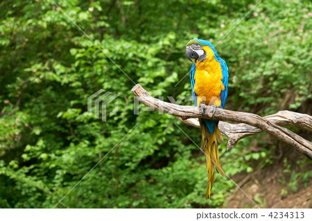 macaw on the branch macaw on the branch 4234313