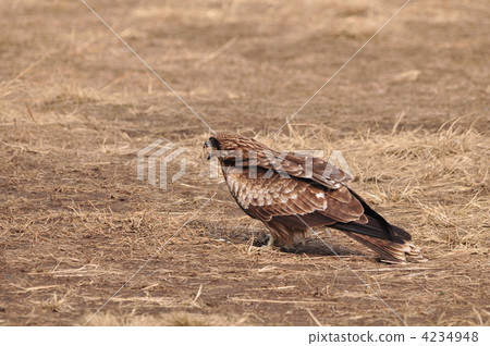 kite, kite (bird), black kite 4234948