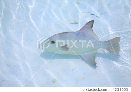 triggerfish in a shallow water 4235003