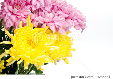 黃色菊花和紫色浪花菊花花 黃色菊花和紫色浪花菊花花 4235441