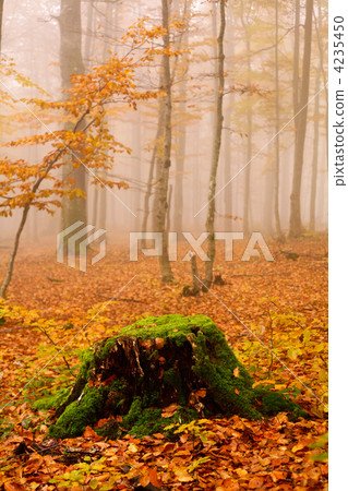 Misty forest 4235450