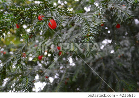 在倫敦的花園 4236615