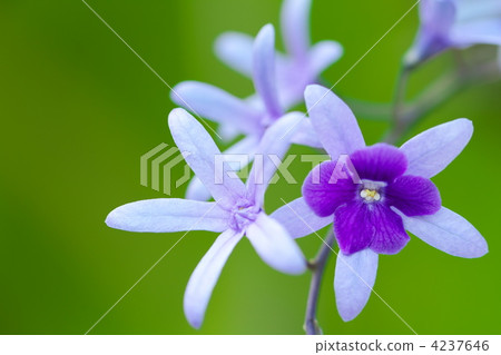 Petorea Petorea 4237646