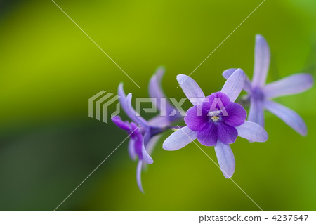 Petorea Petorea 4237647