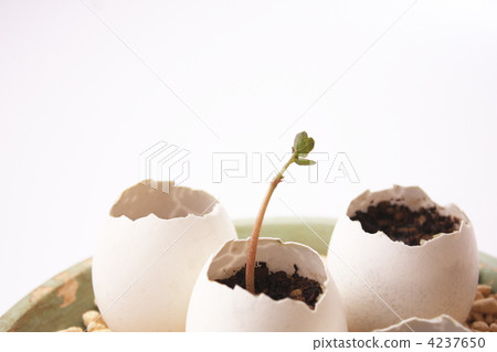 首先從發芽蛋的殼 4237650