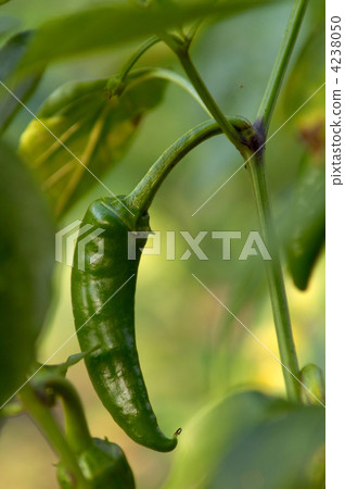 Green pepper Green pepper 4238050
