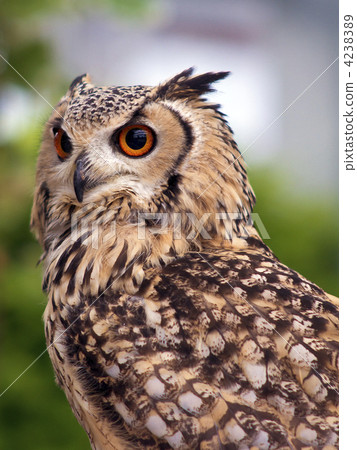 Bengal Eagleworm 4238389