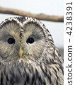 owl   4238391