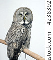Colorful owl 4238392