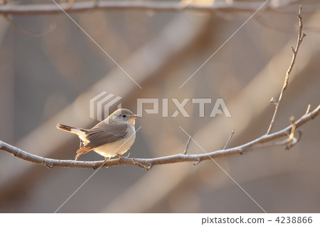 梨sourobitaki 4238866