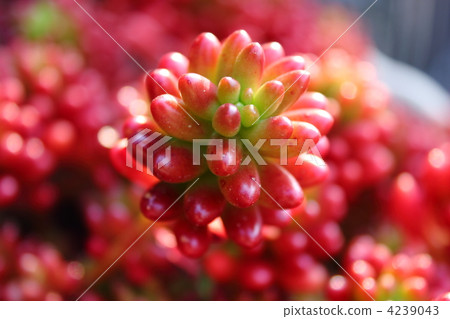 Rainbow ball 4239043