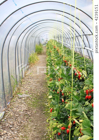 Ishigaki Ichigo 4239151