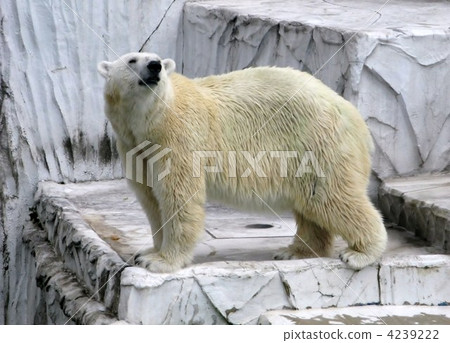 bear, bears, polar bear 4239222