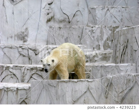 polar bear, bear, bears 4239223