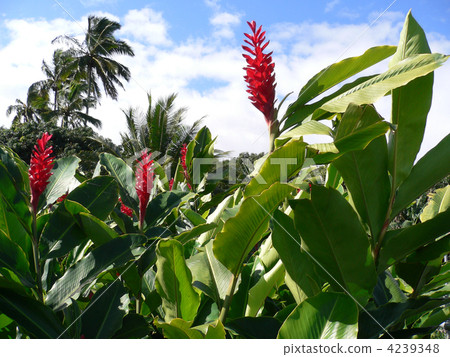 Awapuch (Red Ginger) on Maui. Awapuch (Red Ginger) on Maui. 4239348
