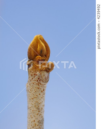 Urushi bud 4239492